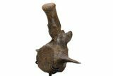 Triceratops Caudal Vertebra on Metal Stand - Wyoming #382490-7